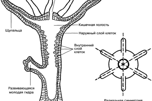 Кракен тор браузер